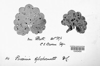 Puccinia glechomatis image